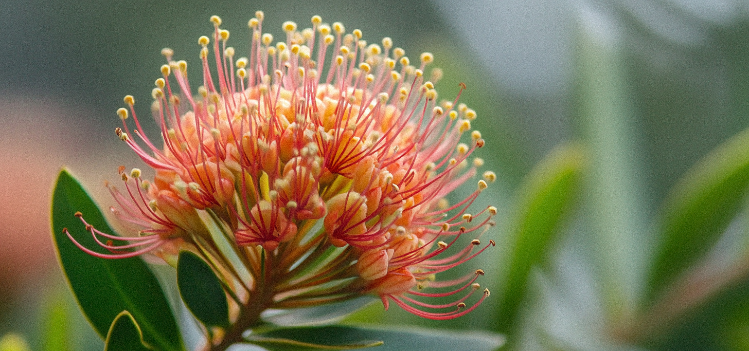 Naturalmente Erboristeria